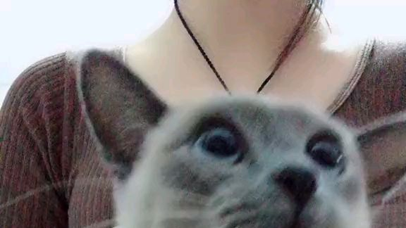 这猫真白哈~~